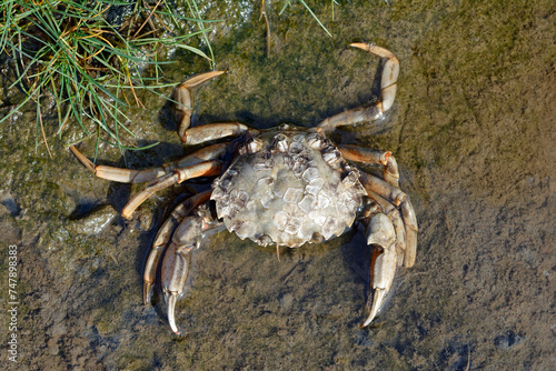 Beach Crab or Green Crab resp.Carcinus maenas while low Tide in Mudflats, Wattenmeer National Park, North Sea,North Frisia,Germany photo