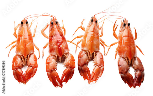 A collection of shrimps are gathered together, sitting closely side by side. Their small bodies are arranged in a row, displaying their curved tails and delicate antennae.