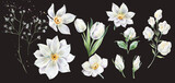 White flowers clipart watercolor on a dark background, plant elements for wedding invitations.