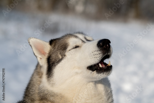 Siberian Husky in nature. Portrait of a husky against the backdrop of a winter landscape.