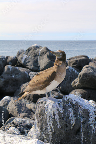 Blue-Footed Booby