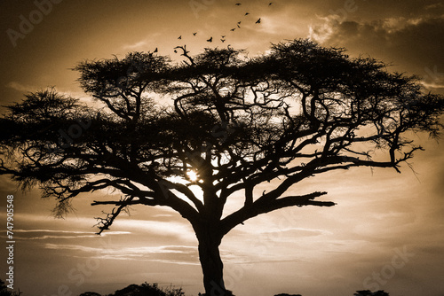 Drzewa akacji na afrykańskiej sawannie w świetle zachodzącego słońca  © kubikactive
