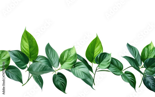 A cluster of vibrant green leaves is arranged neatly against a stark white background. The leaves are various shapes and sizes, creating an interesting composition.