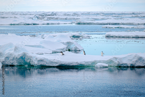 Penguins on an ice floe in Antarctica