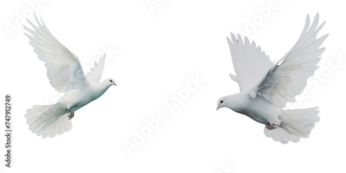 ferineflix_white_dove_flying_white_and_aquamarine_ © Fahim