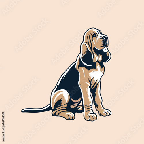 Bloodhound sitting looking up illustration Vector
