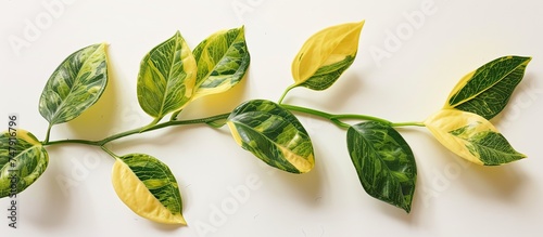 A vibrant yellow flower with green leaves is displayed against a clean white background. The contrast between the bright flower and the neutral backdrop creates a striking visual impact.
