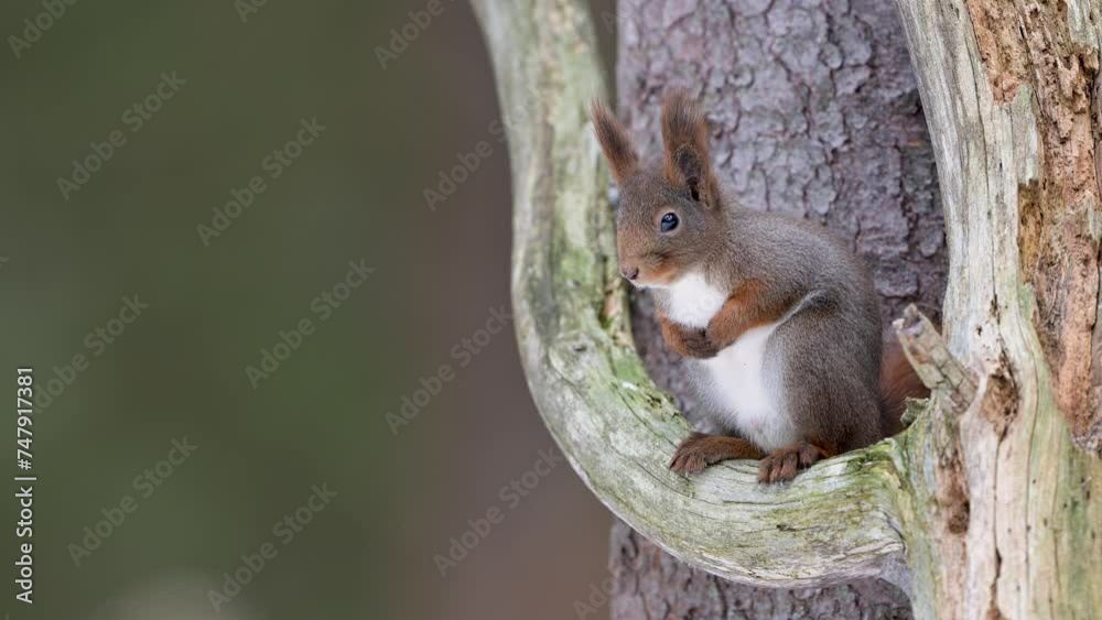 Cute Norwegian Red squirrel (Sciurus vulgaris) in tree