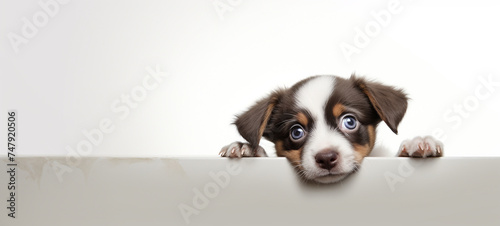 puppy looking confused, ultra details, photorealistic сreated with Generative Ai