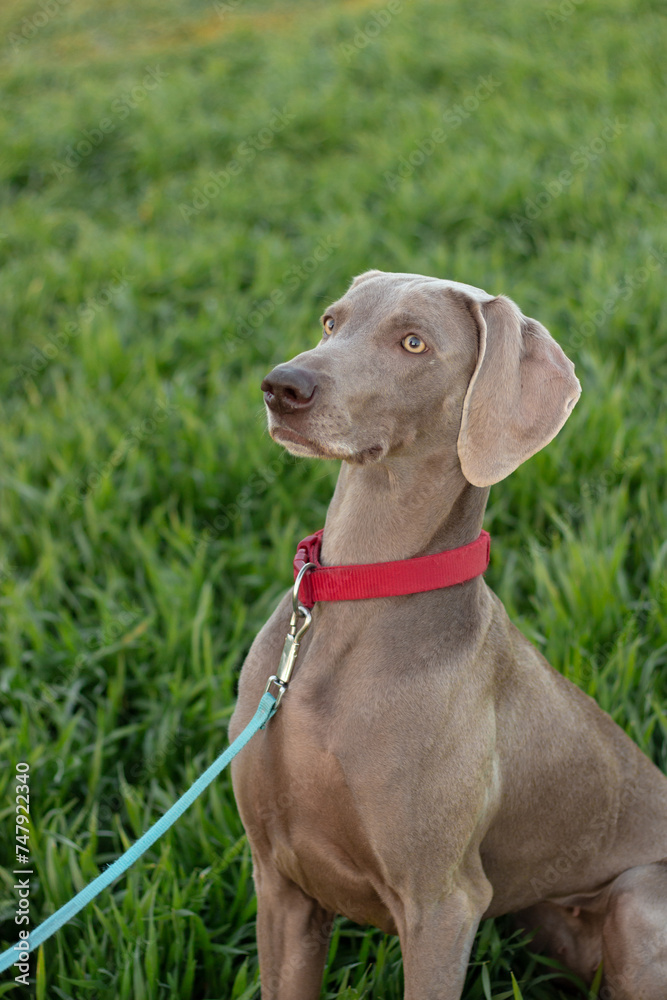 A weimaraner dog sits on the grass and looks into the distance.