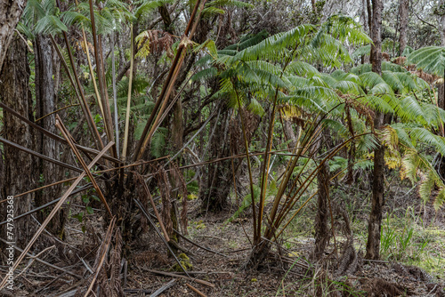 Cibotium glaucum, the hāpu‘u pulu, is a species of fern in the family Cyatheaceae, native to Hawaii. Hawaiʻi Volcanoes National Park. Pu‘Upua‘I Parking Lot 