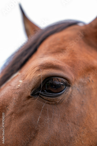 close up of a eye of horse head