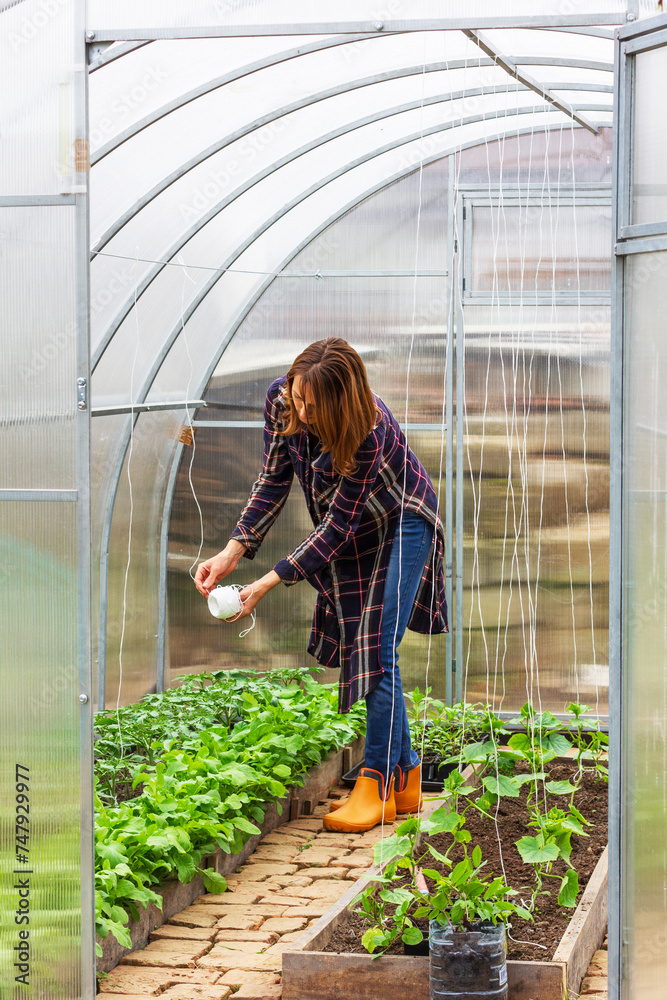 young woman working in a greenhouse tying up a string of tomatoes bushes on a spring morning