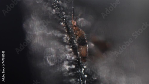 Slender Springtail Resting on Black Rocky Surface photo