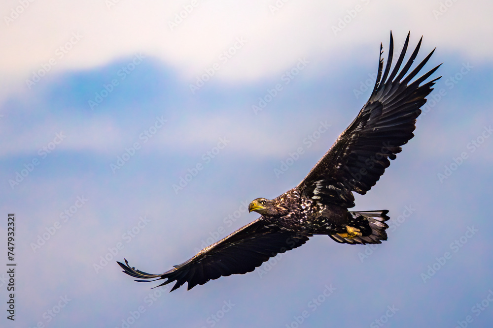 White-tailed Eagle (Haliaeetus albicilla) in flight, South Poland. Selective focus on bird's eye