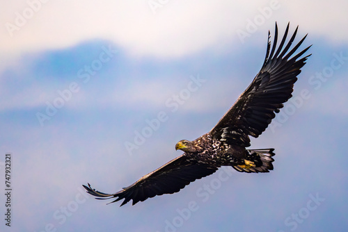 White-tailed Eagle (Haliaeetus albicilla) in flight, South Poland. Selective focus on bird's eye photo