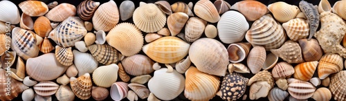Seashells background. Colorful seashells background. Travel and vacation concept with copy space. Spa Concept. photo