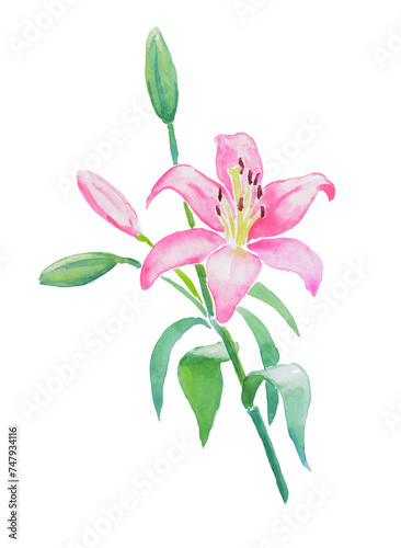 Hand drawn watercolor illustration of  Lily  lilies  pink lilies  flowers and leaves   lily   flower illustration  watercolor  floral  blossom  bloom  botanical 