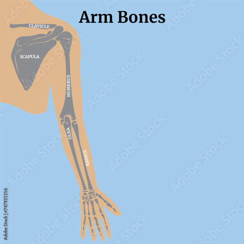 Blue background with a silhouette of a man and the anatomy of the bones of an arm with a shoulder blade. Medical poster. Isolated vector illustration