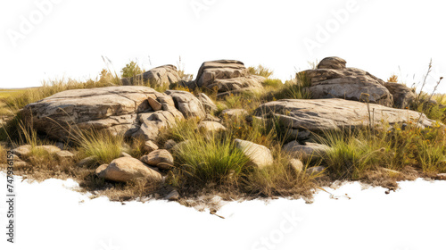 Savanna grass fields meadow with rocks on white background