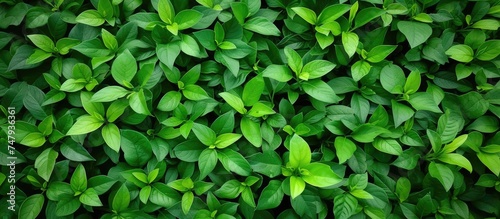Wallpaper Mural This close-up view showcases a tropical green plant with vibrant leaves, creating a stunning vertical garden backdrop in nature. The rich green color and intricate leaf patterns are prominently Torontodigital.ca