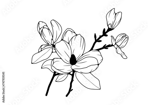 Black and white hand drawn floral pattern. Outline of a magnolia branch on a white background.