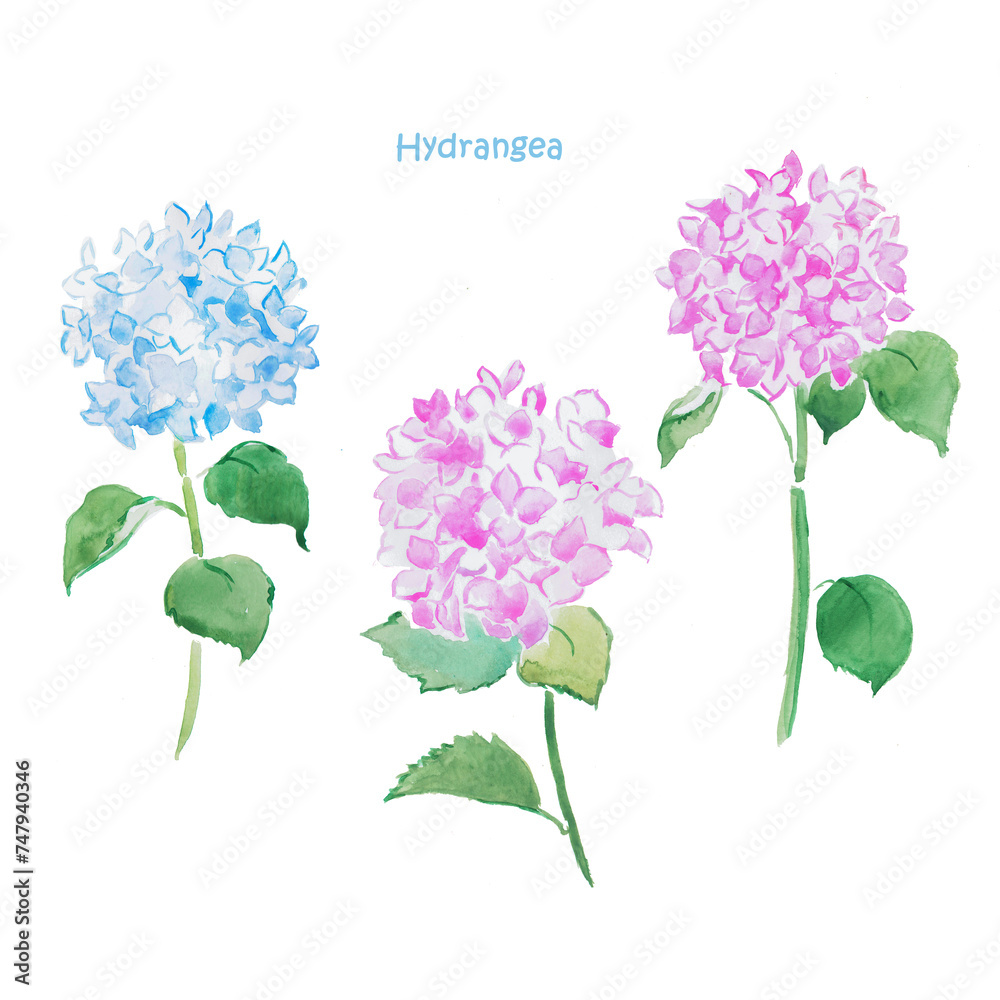 Watercolor hand painted illustration of  hydrangeas, colorful hydrangeas, pink hydrangea, blue flowers, blossom, watercolor illustration , floral illustration , botanical, bloom	