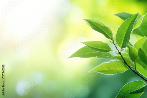 Detailed shot of a plant, suitable for nature concepts © Fotograf