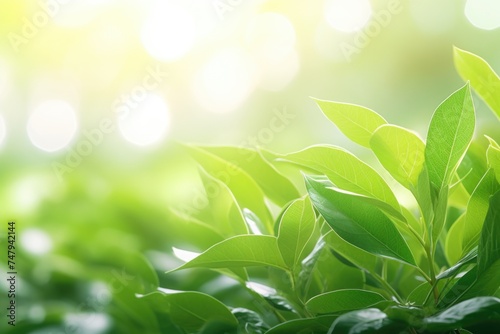 Close up view of a plant with vibrant green leaves. Suitable for nature and botany concepts