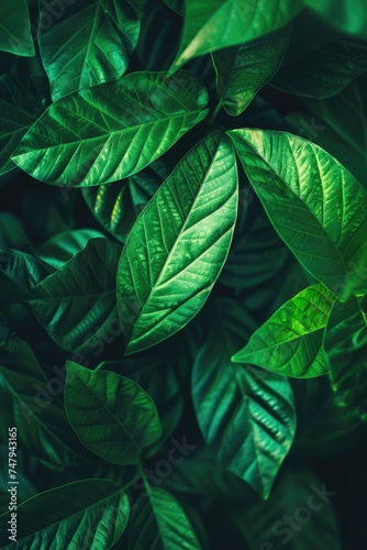 Detailed close up of a green leafy plant, perfect for botanical projects © Fotograf