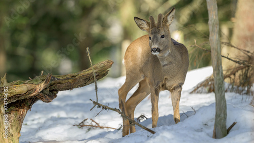 European roe deer (Capreolus capreolus) in snow in forest