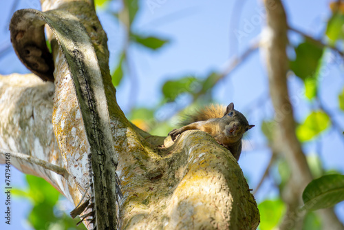 A squirrel on a tree in a national park, exotic. High quality photo