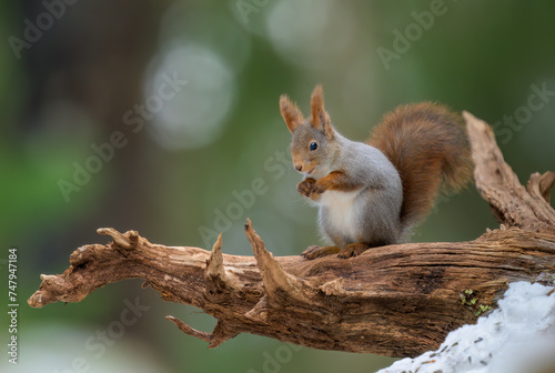 Cute Norwegian Red squirrel (Sciurus vulgaris) in winter forest