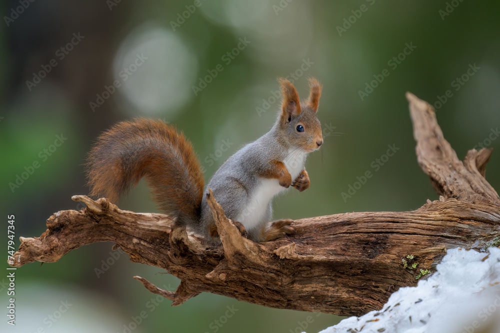 Cute Norwegian Red squirrel (Sciurus vulgaris) in winter forest Cute Norwegian Red squirrel (Sciurus vulgaris) in winter forest