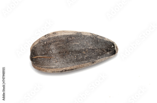 Sunflower seed on a white background.