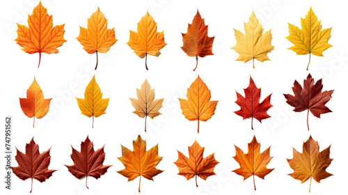 Collection of Autumn Leaves Isolated On Transparent Background.