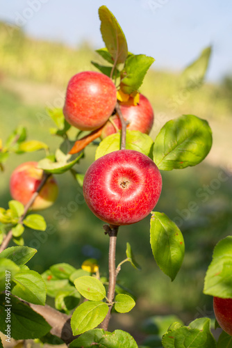 Ripe red apples on an apple tree branch on a sunny summer day, close-up