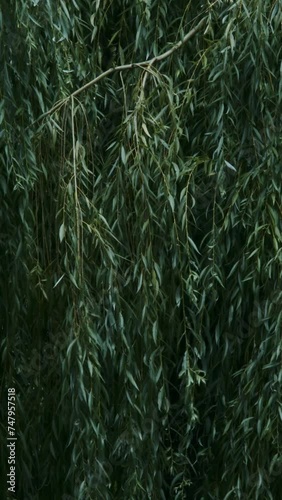 The vertical video showcases a serene scene of willow branches swaying gently in the wind. The focus is on the detailed texture of the leaves and branches, with their soft, green hues conveying a
