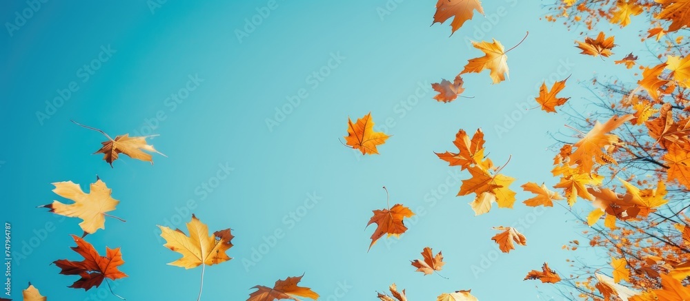 Numerous autumn leaves are swirling and floating in the air against a backdrop of a clear blue sky. The leaves appear to be caught in a whirlwind, creating a captivating aerial dance. Numerous autumn leaves are swirling and floating in the air against a backdrop of a clear blue sky. The leaves appear to be caught in a whirlwind, creating a captivating aerial dance.