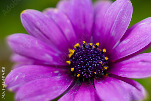 Nature s Artistry  Close-Up Macro Flower Pattern Photography