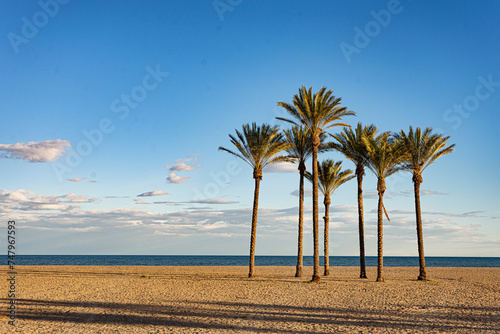 Palmeras en Playa serena de Roquetas de Mar photo