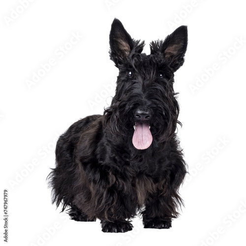 Adorable young solid black Scottish Terrier dog, standing up facing front. Ears eract, tongue out, and looking towards camera. Isolated cutout on a transparent background.