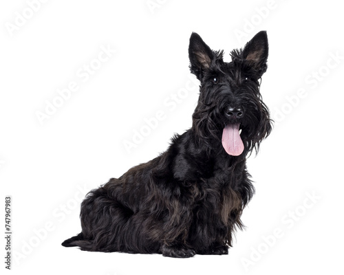 Adorable young solid black Scottish Terrier dog, sitting up side ways. Ears eract, tongue out, and looking towards camera. Isolated cutout on a transparent background.
