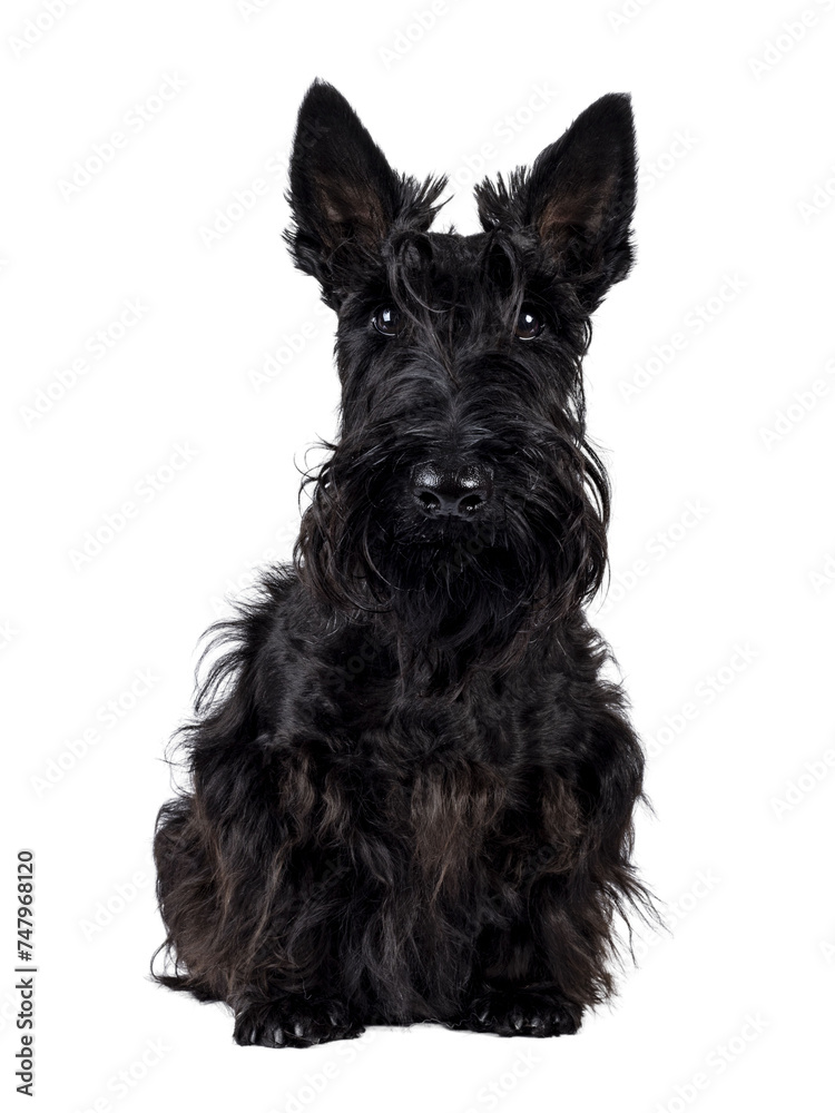 Adorable young solid black Scottish Terrier dog, sitting up facing front. Ears eract, mouth closed and looking towards camera. Isolated cutout on a transparent background.