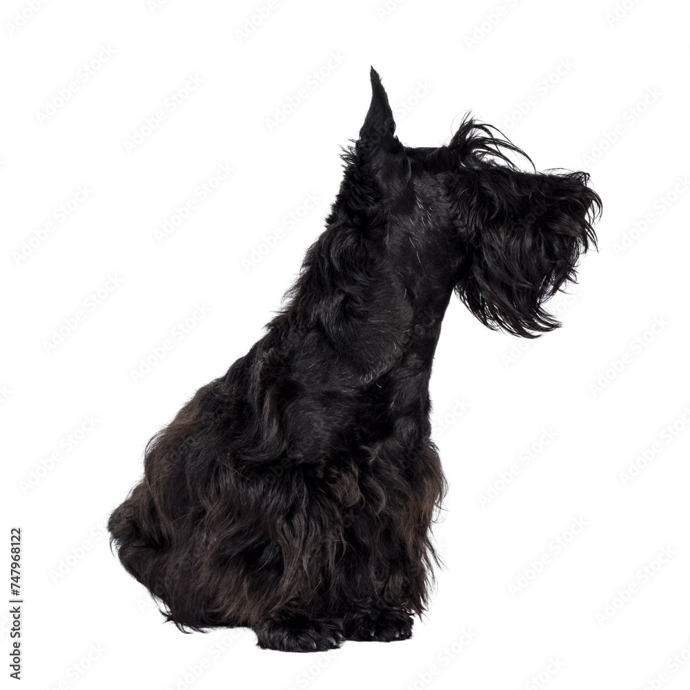 Adorable young solid black Scottish Terrier dog, sitting up side ways. Ears eract, mouth closed and looking away from camera showing profile. Isolated cutout on a transparent background. Adorable young solid black Scottish Terrier dog, sitting up side ways. Ears eract, mouth closed and looking away from camera showing profile. Isolated cutout on a transparent background.