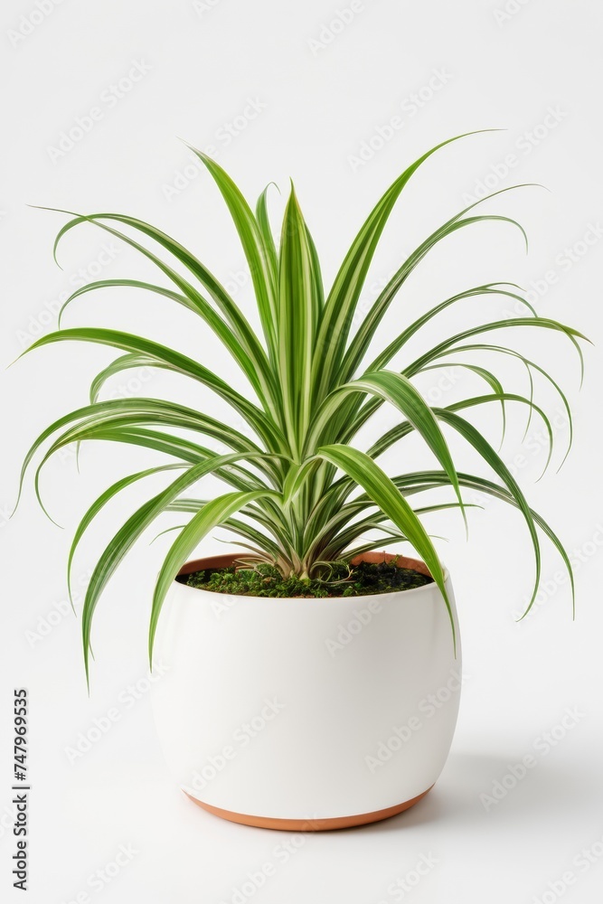 Isolate spider plant against white wall, indoor plant decoration mock up Isolate spider plant against white wall, indoor plant decoration mock up