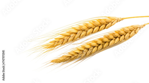Ear of Wheat Realistic Portrait Isolated On Transparent Background Or PNG Background.