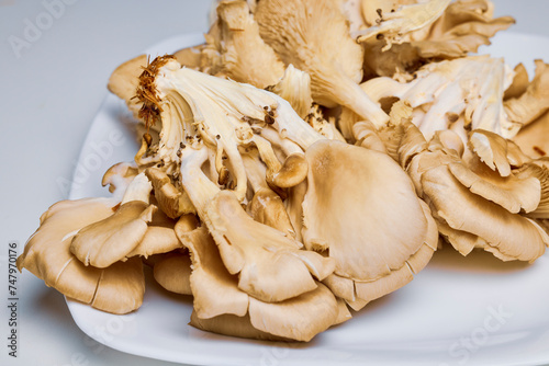 mushrooms (Pleurotus) growing on a table in the kitchen.