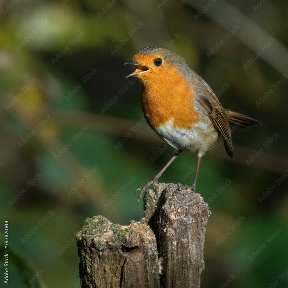 robin on branch