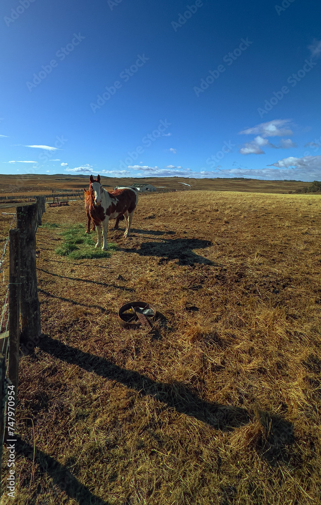 Obraz premium Horses grazing on the farm
